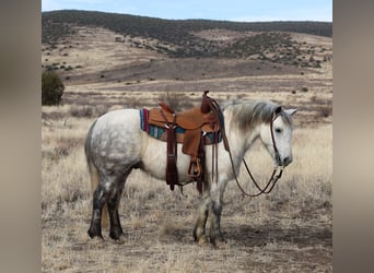 Quarter pony Croisé, Hongre, 6 Ans, 140 cm, Gris pommelé