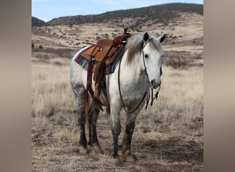 Quarter pony Croisé, Hongre, 6 Ans, 140 cm, Gris pommelé