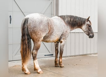 Quarter pony, Hongre, 6 Ans, 142 cm, Rouan Rouge