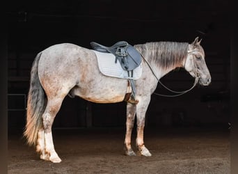 Quarter pony, Hongre, 6 Ans, 142 cm, Rouan Rouge