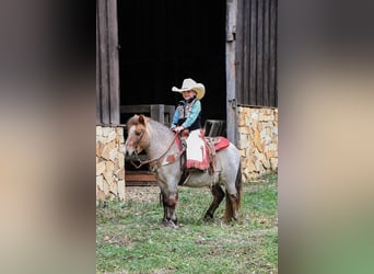 Quarter pony, Hongre, 6 Ans, 99 cm, Rouan Rouge