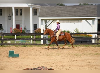 Quarter pony, Hongre, 6 Ans, Bai