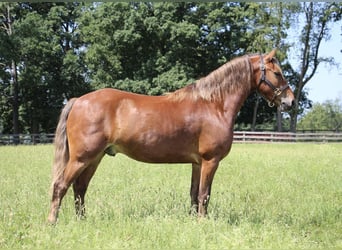Quarter pony, Hongre, 6 Ans, Bai