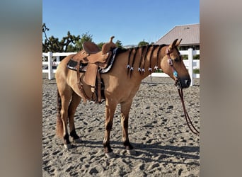 Quarter pony, Hongre, 6 Ans, Buckskin