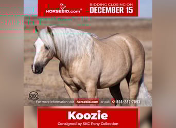 Quarter pony, Hongre, 7 Ans, 127 cm