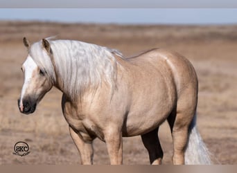 Quarter pony, Hongre, 7 Ans, 127 cm