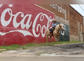 Quarter pony, Hongre, 7 Ans, 130 cm, Palomino