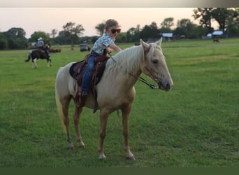 Quarter pony, Hongre, 7 Ans, 130 cm, Palomino