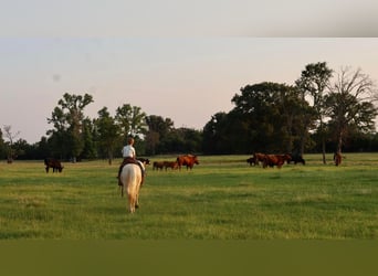 Quarter pony, Hongre, 7 Ans, 130 cm, Palomino