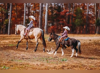 Quarter pony, Hongre, 7 Ans, 132 cm, Buckskin