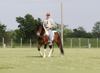 Quarter pony, Hongre, 7 Ans, 132 cm