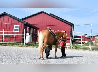 Quarter pony, Hongre, 7 Ans, 137 cm, Palomino