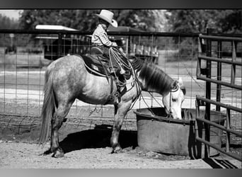 Quarter pony, Hongre, 7 Ans, 137 cm