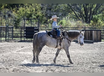 Quarter pony, Hongre, 7 Ans, 137 cm