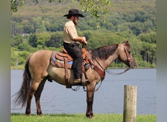 Quarter pony, Hongre, 7 Ans, 142 cm, Grullo