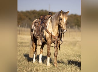 Quarter pony, Hongre, 7 Ans, 142 cm, Palomino