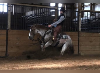 Quarter pony, Hongre, 7 Ans, 142 cm, Rouan Rouge