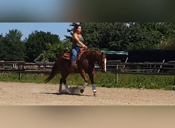 Quarter pony, Hongre, 7 Ans, 144 cm, Alezan cuivré