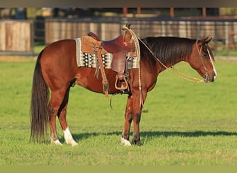 Quarter pony, Hongre, 7 Ans, 145 cm, Bai cerise