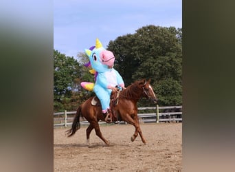 Quarter pony, Hongre, 7 Ans, 147 cm, Alezan brûlé