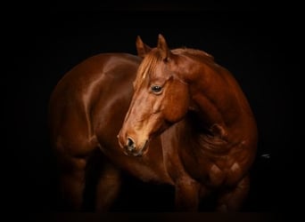 Quarter pony, Hongre, 7 Ans, 153 cm, Alezan