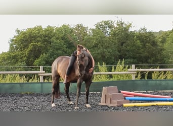 Quarter pony Croisé, Hongre, 7 Ans, 167 cm, Bai brun