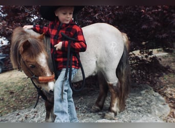 Quarter pony, Hongre, 7 Ans, 99 cm, Rouan Rouge