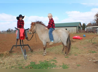 Quarter pony, Hongre, 7 Ans, 99 cm, Rouan Rouge