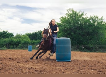 Quarter pony, Hongre, 7 Ans, Bai cerise