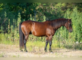 Quarter pony, Hongre, 7 Ans, Bai cerise