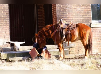 Quarter pony, Hongre, 8 Ans, 122 cm, Alezan cuivré