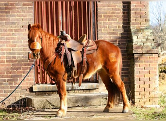 Quarter pony, Hongre, 8 Ans, 122 cm, Alezan cuivré