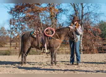 Quarter pony, Hongre, 8 Ans, 122 cm