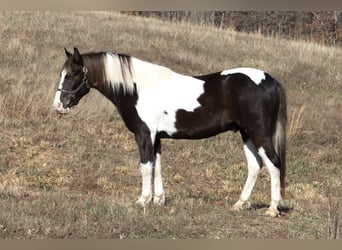 Quarter pony, Hongre, 8 Ans, 130 cm, Pinto