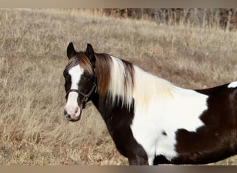 Quarter pony, Hongre, 8 Ans, 130 cm, Pinto