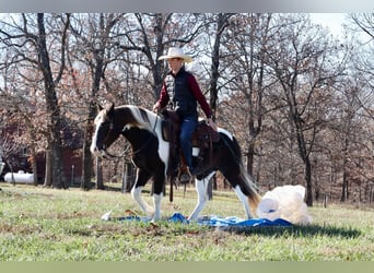 Quarter pony, Hongre, 8 Ans, 130 cm, Pinto