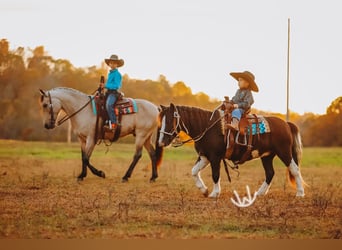 Quarter pony, Hongre, 8 Ans, 132 cm, Buckskin