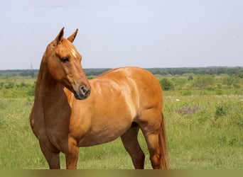 Quarter pony, Hongre, 8 Ans, 132 cm, Isabelle