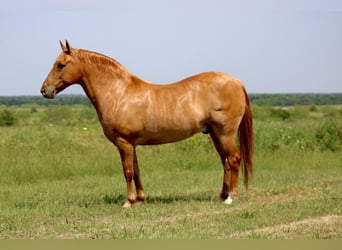 Quarter pony, Hongre, 8 Ans, 132 cm, Isabelle