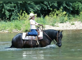 Quarter pony, Hongre, 8 Ans, 132 cm, Noir