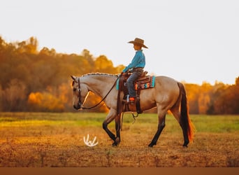 Quarter pony, Hongre, 8 Ans, 132 cm