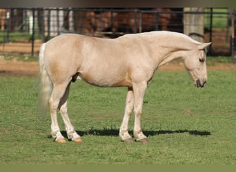 Quarter pony, Hongre, 8 Ans, 137 cm, Palomino