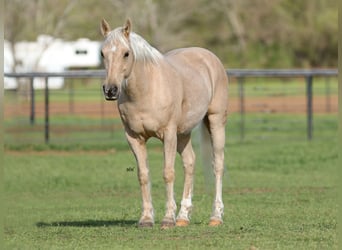 Quarter pony, Hongre, 8 Ans, 137 cm, Palomino