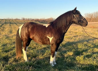 Quarter pony, Hongre, 8 Ans, 137 cm, Pinto
