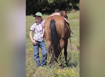 Quarter pony, Hongre, 8 Ans, 140 cm, Bai cerise