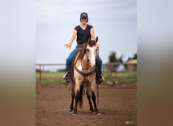 Quarter pony, Hongre, 8 Ans, 140 cm, Buckskin