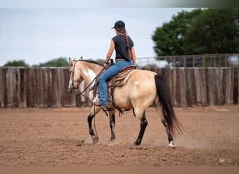 Quarter pony, Hongre, 8 Ans, 140 cm, Buckskin