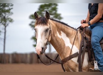 Quarter pony, Hongre, 8 Ans, 140 cm, Buckskin