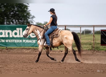 Quarter pony, Hongre, 8 Ans, 140 cm, Buckskin