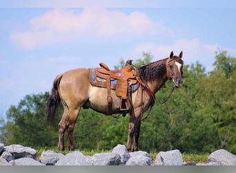Quarter pony, Hongre, 8 Ans, 142 cm, Grullo